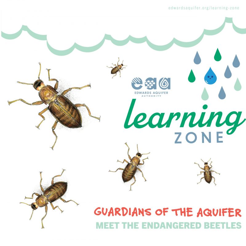 guardians of the aquifer beetles