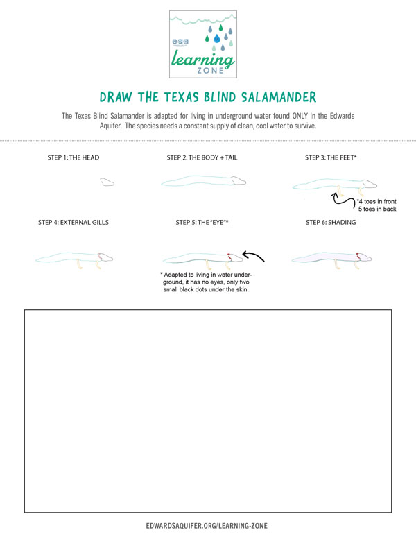 Draw the Texas Blind Salamander