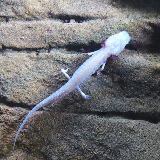 Endangered Texas Blind Salamander