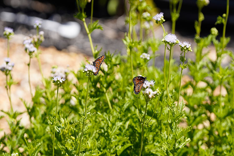 Butterflies making a pit-stop at the EAA EOC’s Gregg's Mistflowers. Butterflies making a pit-stop at the EAA EOC’s Gregg's Mistflowers.