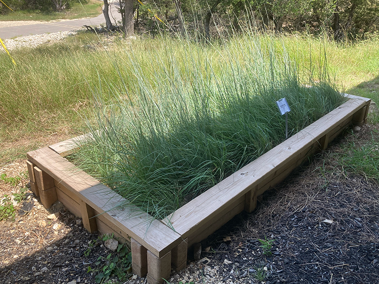 Little Bluestem native grass