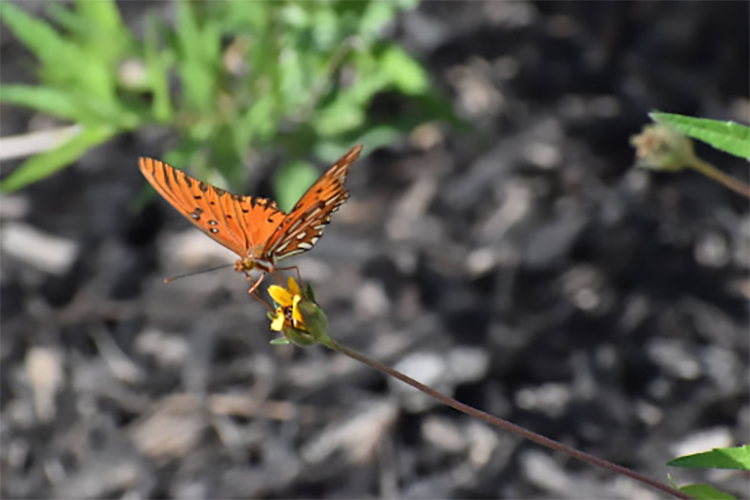 Butterfly on native plant