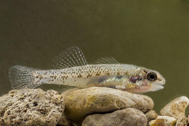 Fountain Darter (Etheostoma fonticola) - female Fountain Darter