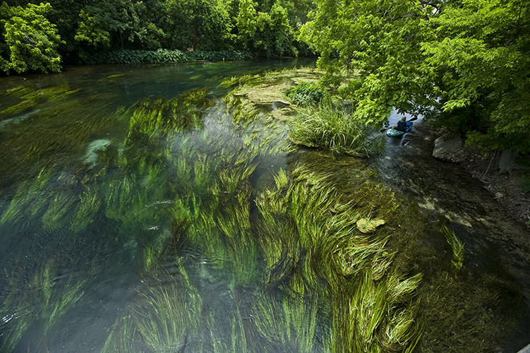 Endangered Species found in the Edwards Aquifer System