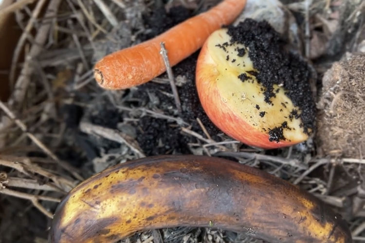 Screenshot How Composting Works