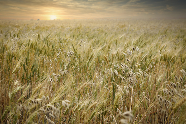 Waves of Grain