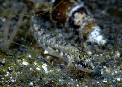 Fountain Darter-Scott Bauer
