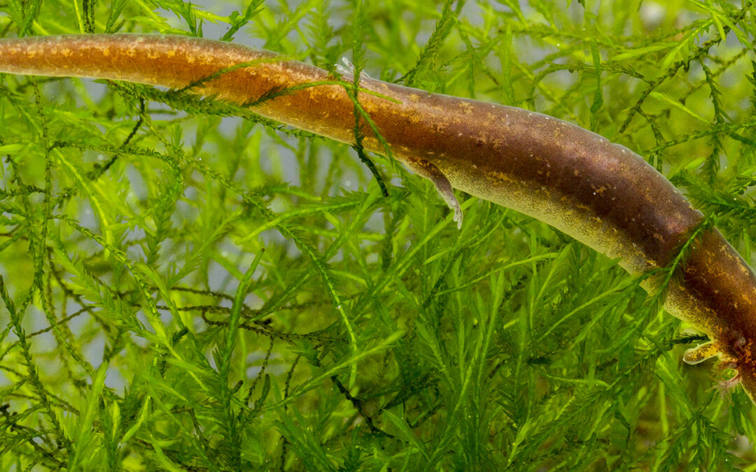 Endangered Species Day 2026: Groundwater Guardians – Small Creatures, Big Stakes