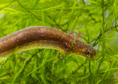 San Marcos Salamander